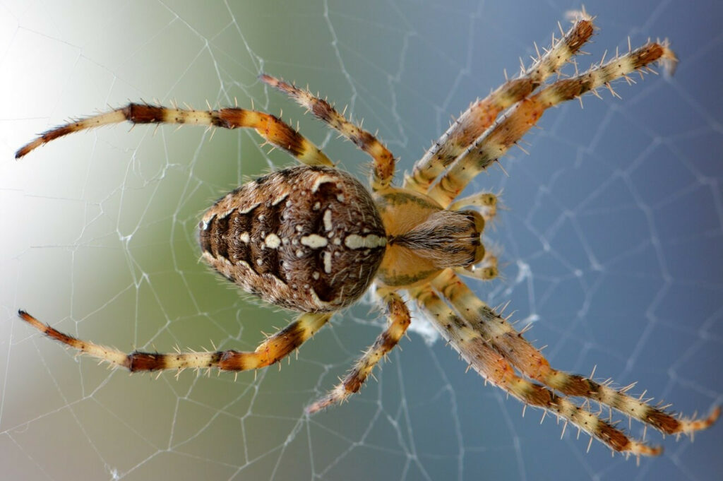Minha casa tem muita aranha: como lidar com o problema